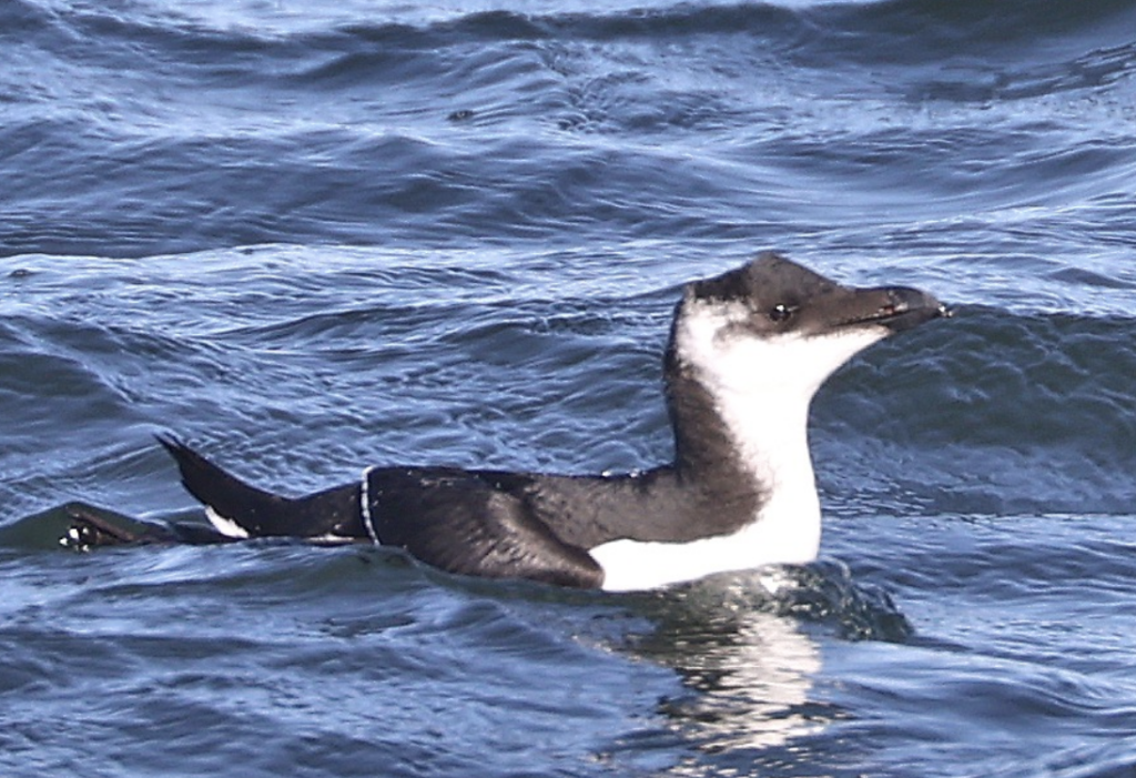 Field Trip: Winter waterfowl @ Lake of the Lilies